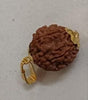 7 Mukhi Nepali Rudraksha